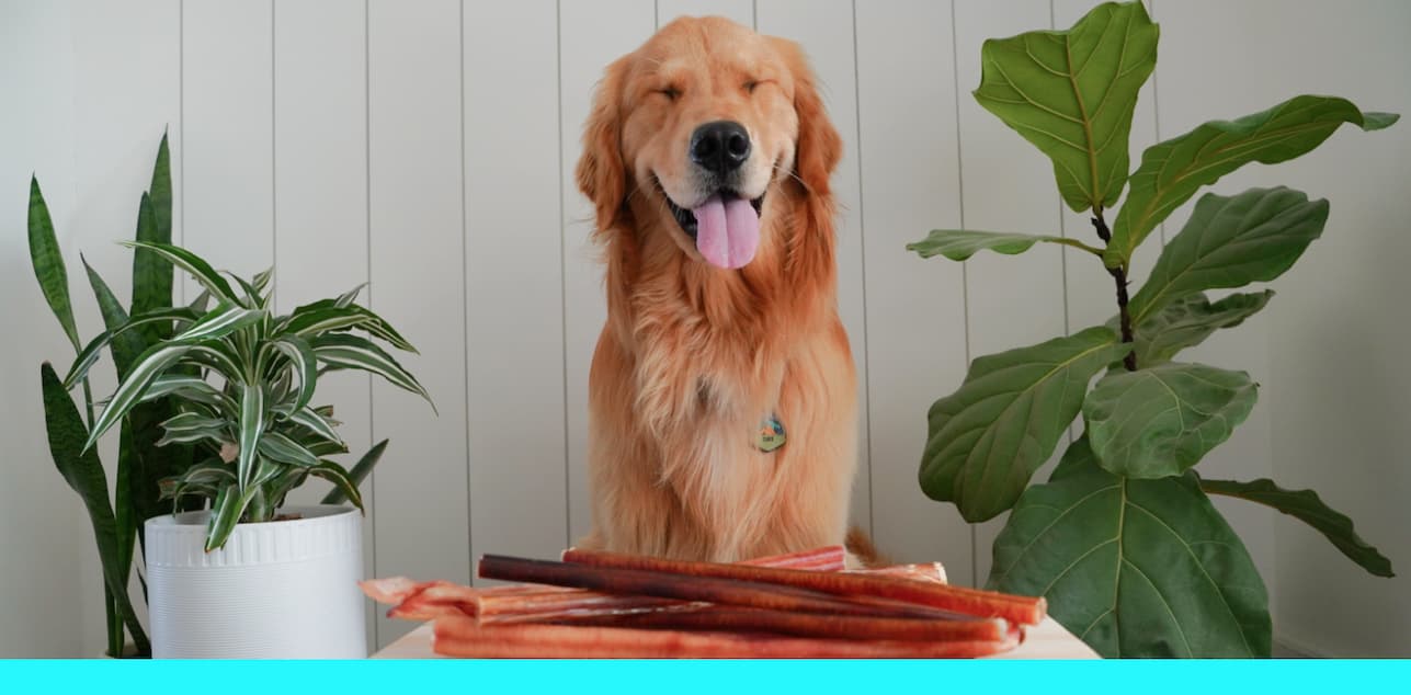 an image of a dog sitting in front of a table with a bunch of food