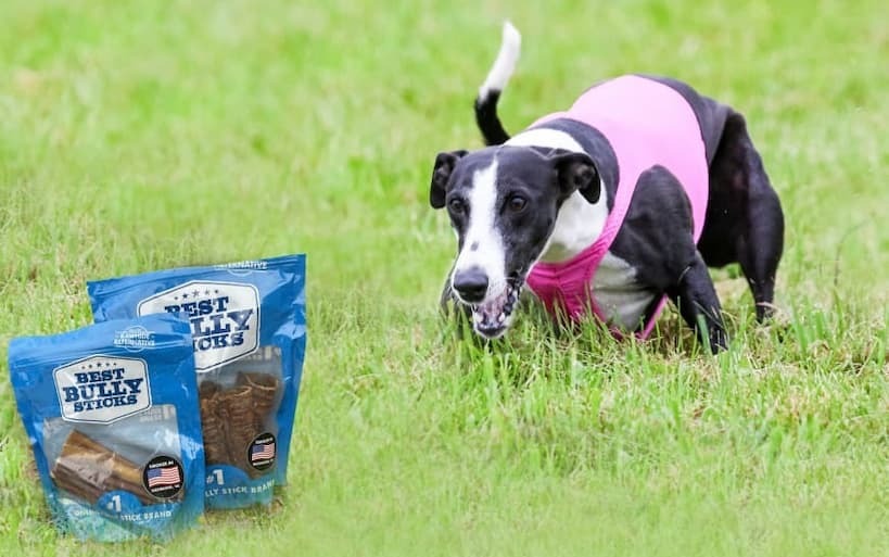 midnight loves her best bully sticks! - your dog will love them too!