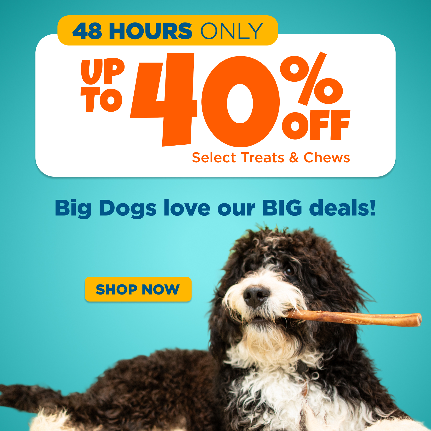 big dog deals! up to 40% off, 48 hours only!