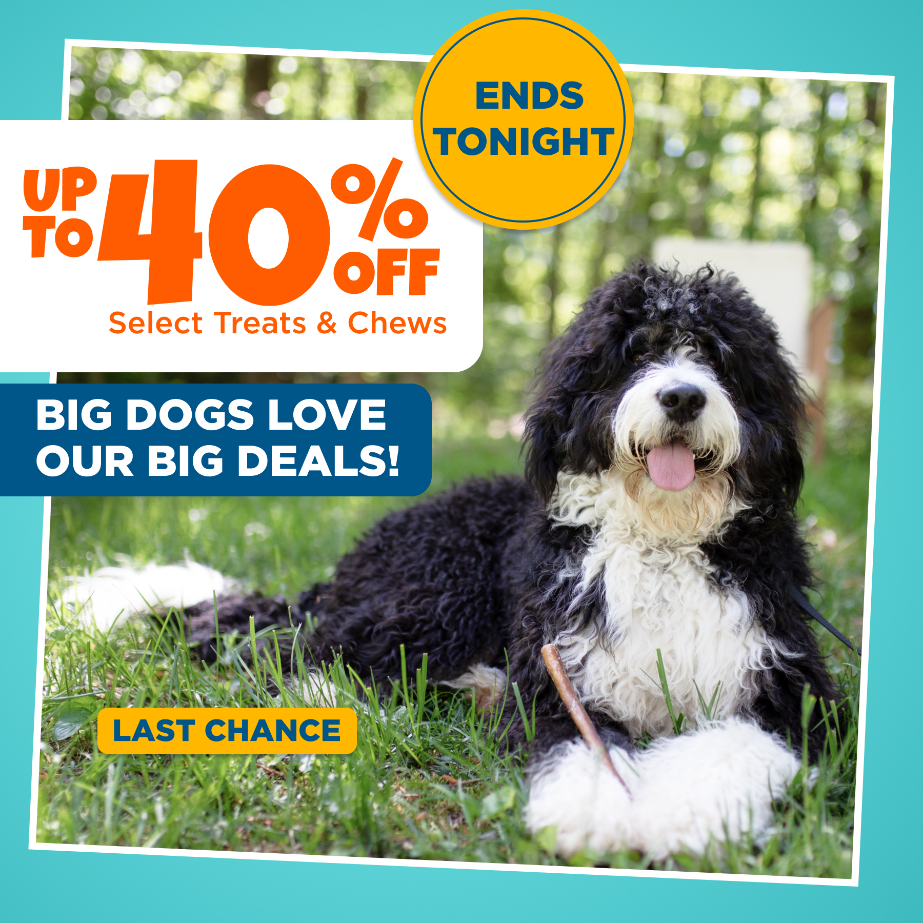 big dog deals! up to 40% off ends tonight!
