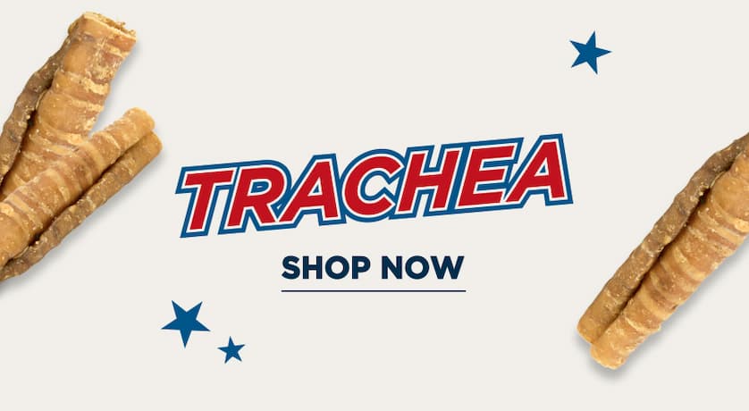 trachea - shop now