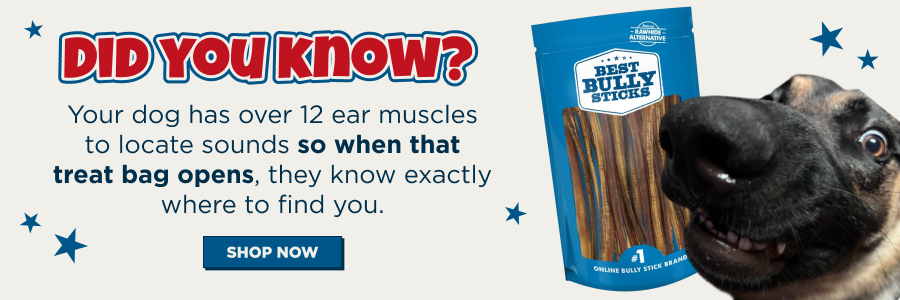 your dog has over 12 ear muscles to locate sounds! when the treat bag opens, they know where you are! 