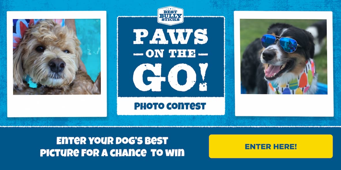 paws on the go photo contest