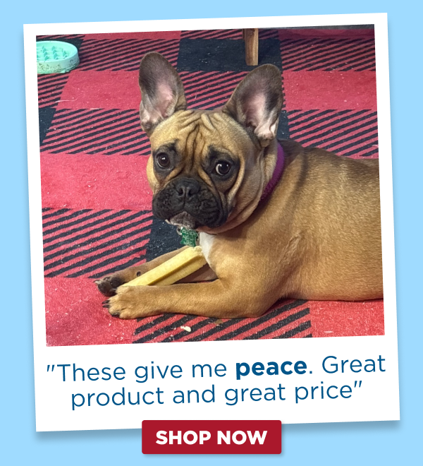 frenchie with a chew
