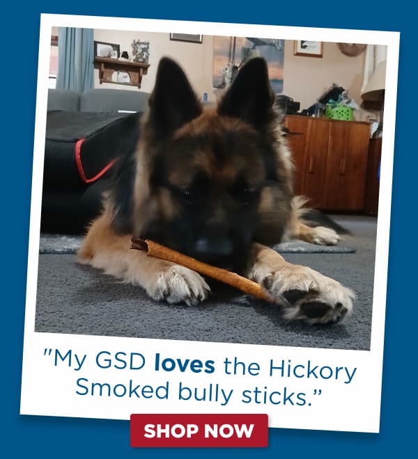 gsd with a chew