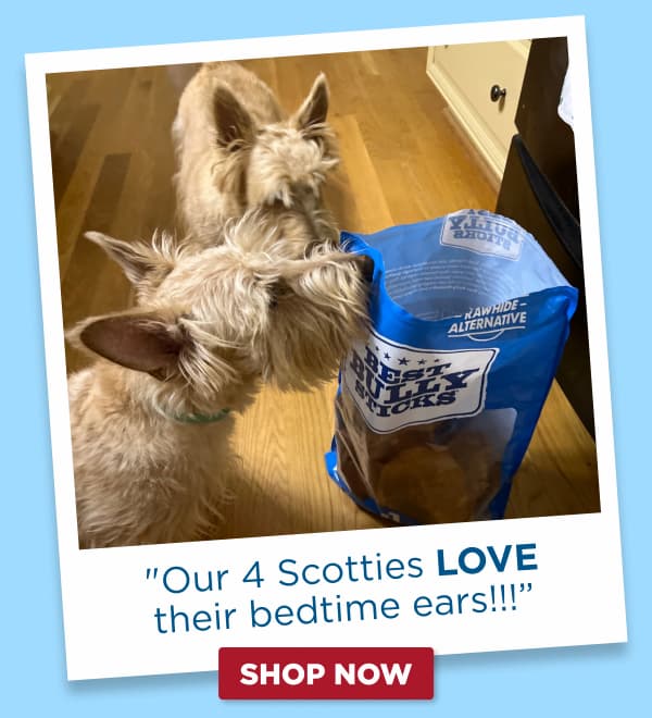 scotties with ears