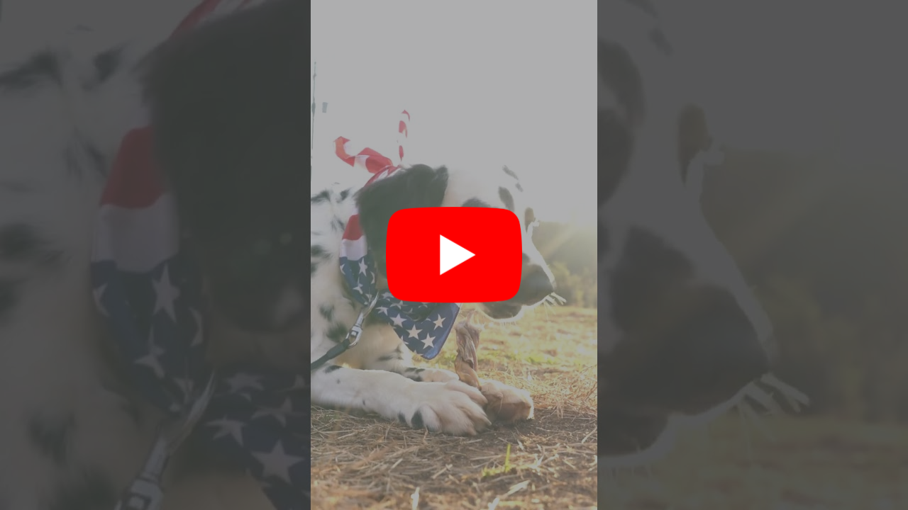 a dog chews a braided bully stick