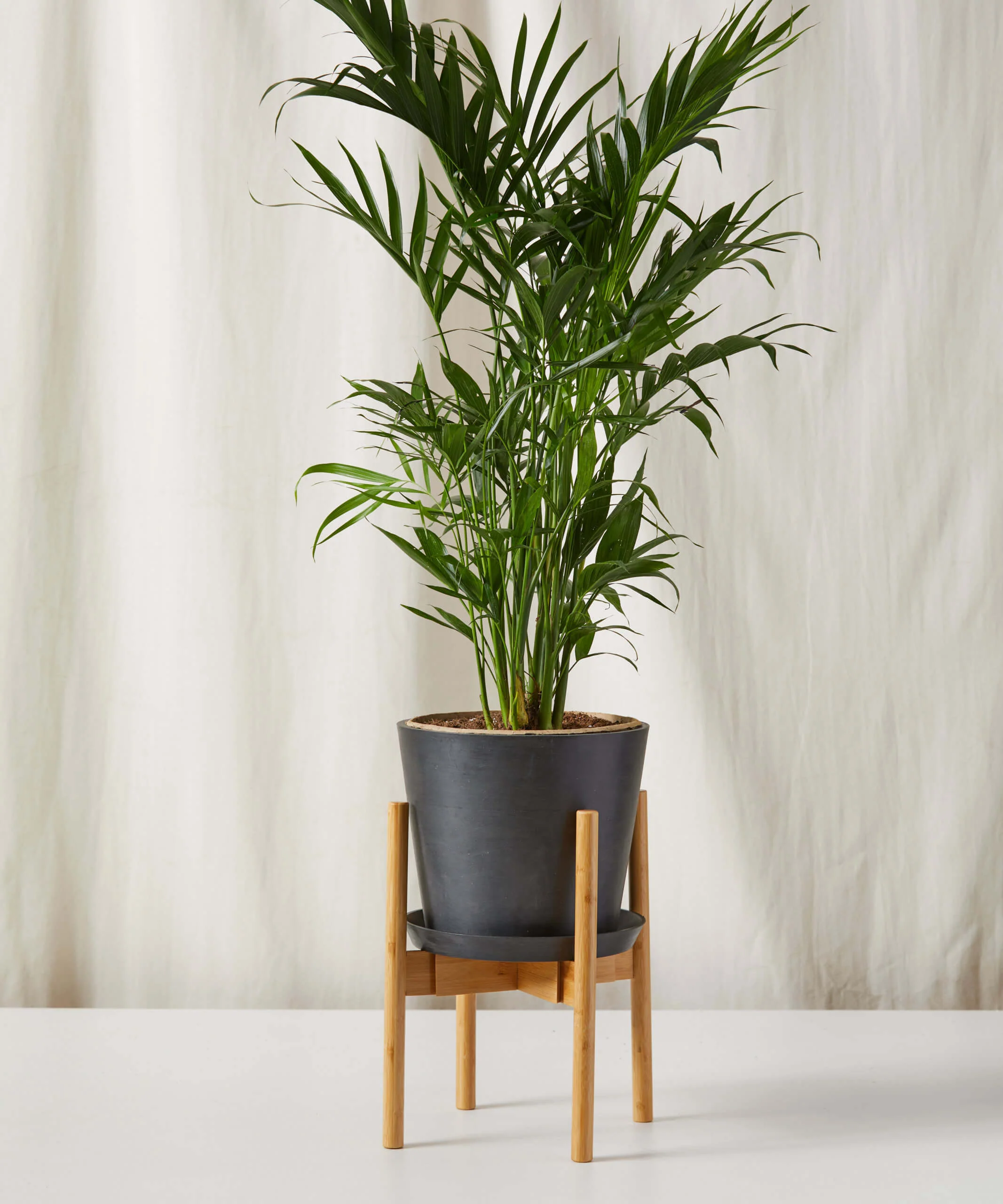 Image of Cat Palm