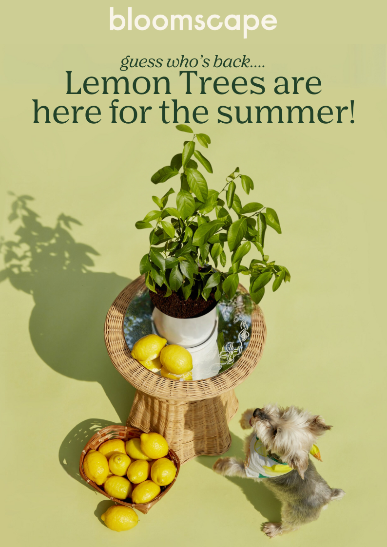 shop the lemon trees