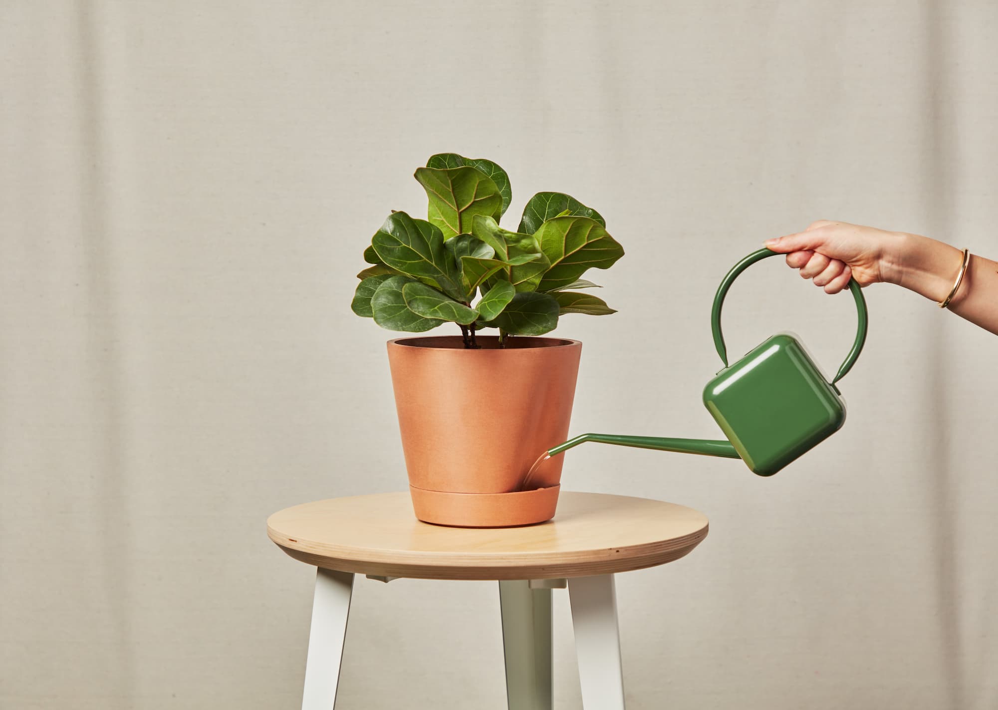 LITTLE FIDDLE LEAF BEING WATERED