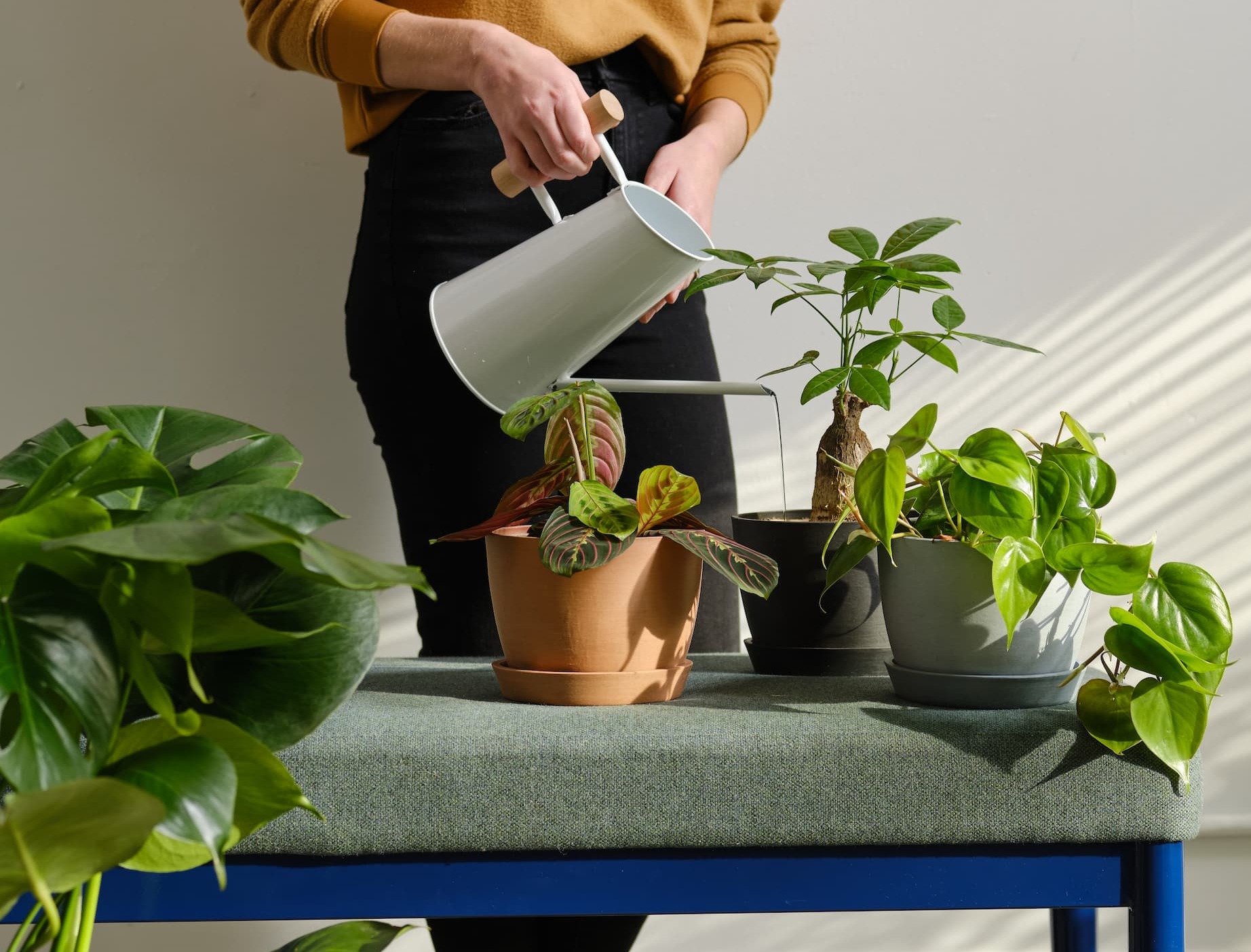 watering plants on bench
