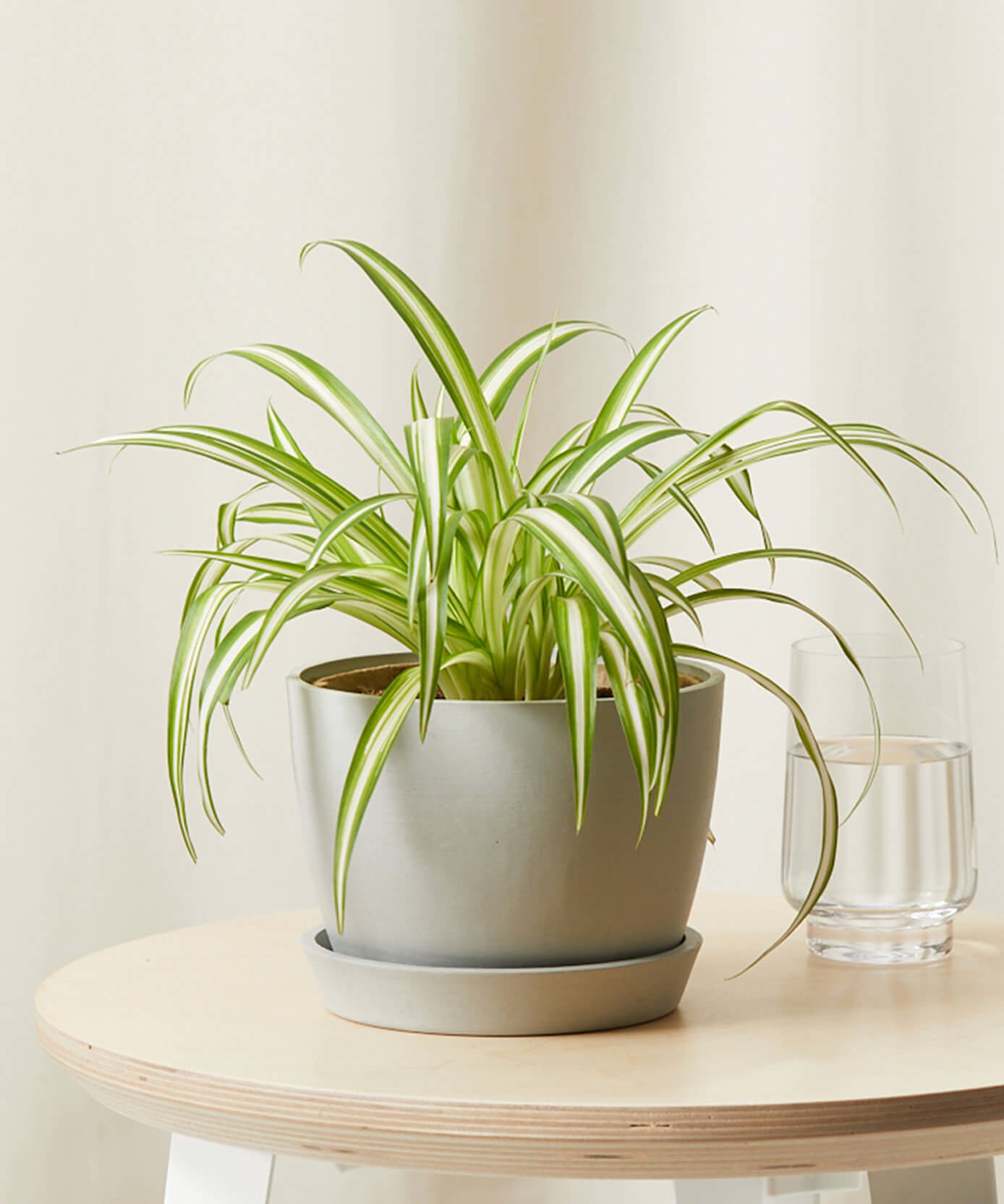 Image of Spider Plant