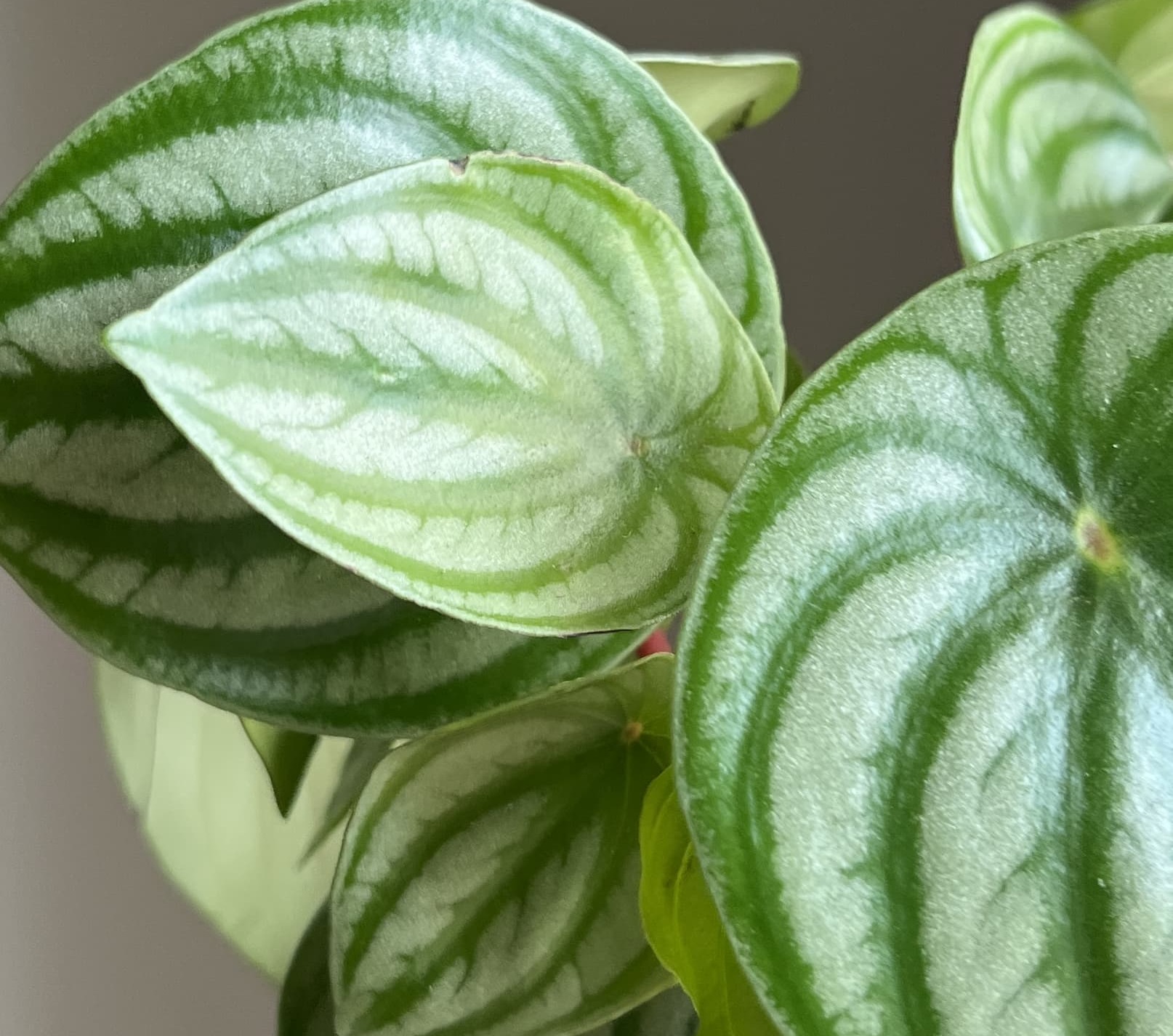 close up of plant leaves