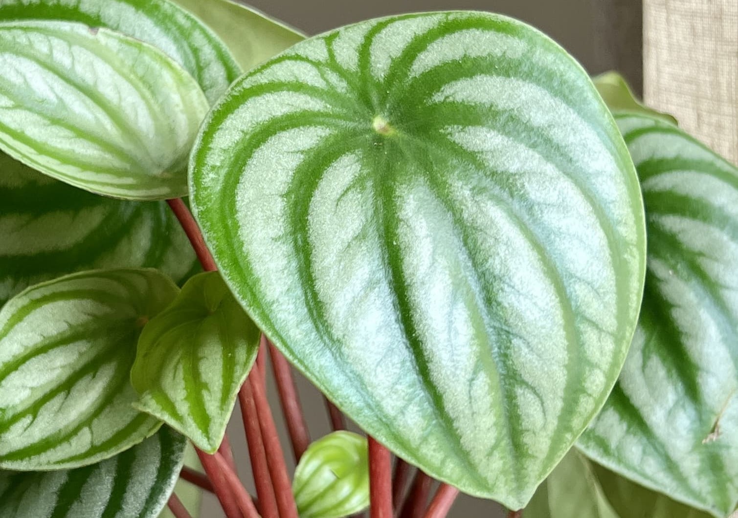 close up of plant leaf