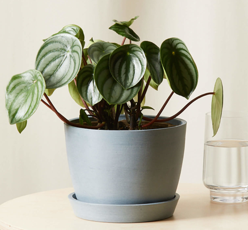 I am the peperomia watermelon! now available