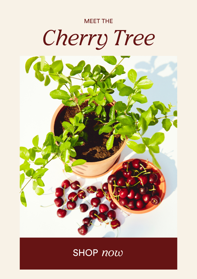 shop the cherry tree