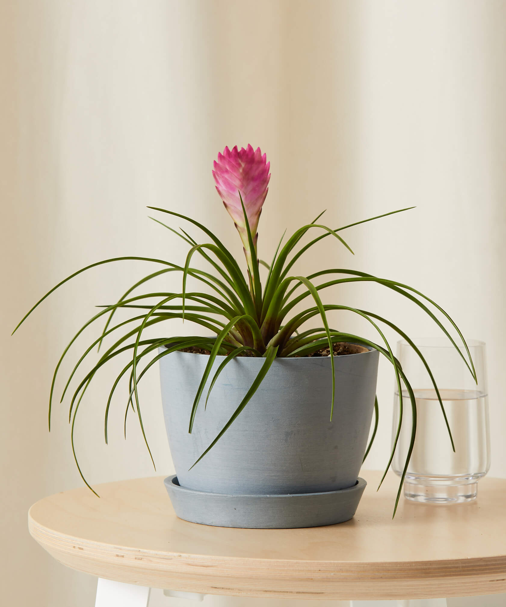 Image of Bromeliad Summer