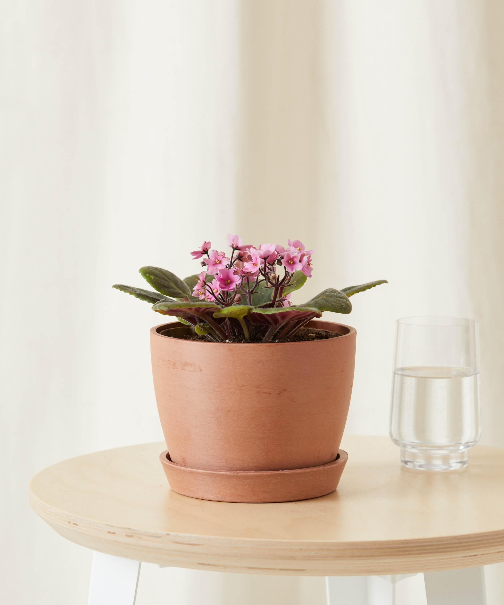 Image of Pink African Violet