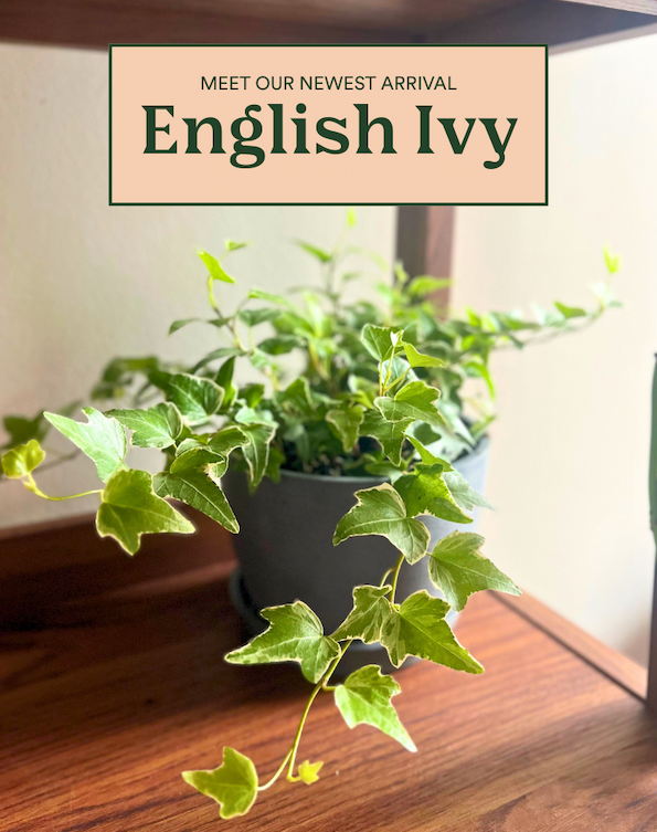 Shop the ENGLISH IVY
