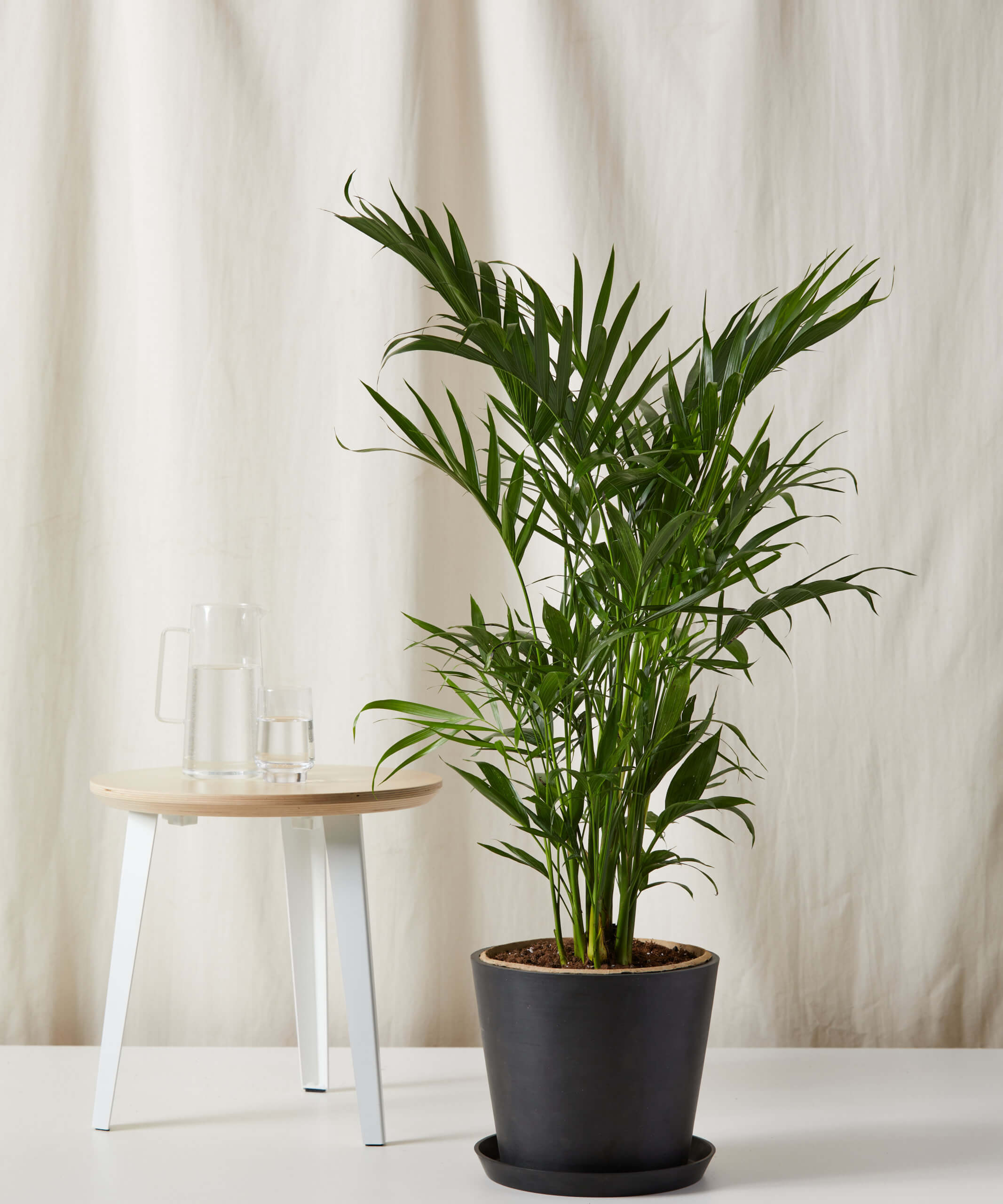 save 20% on the cat palm