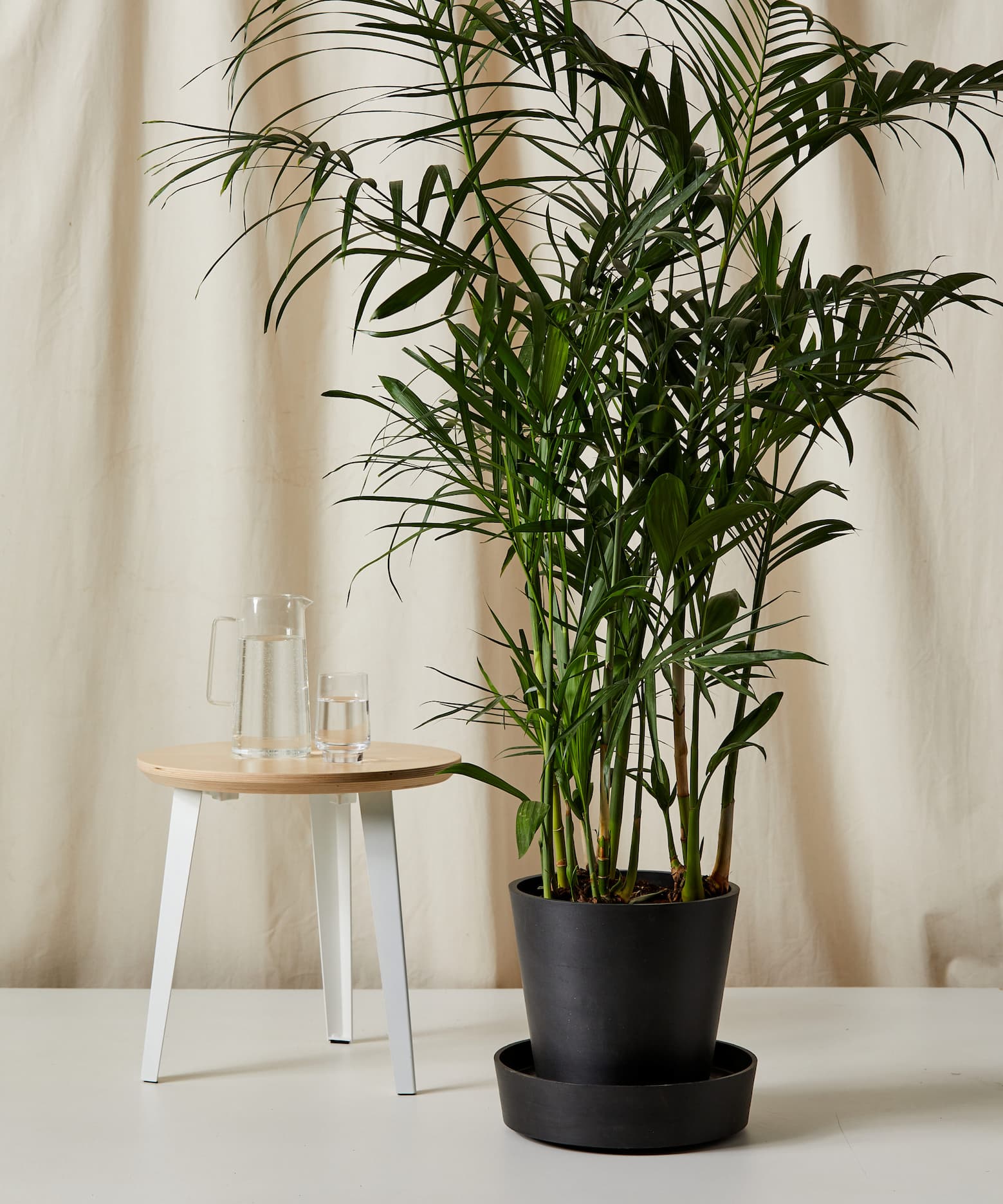 save 20% on the bamboo palm