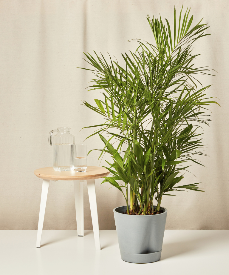 Image of Bamboo Palm