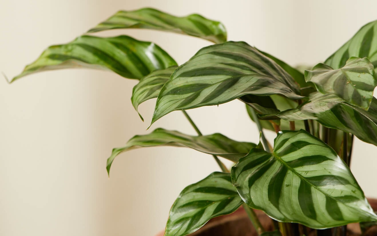 calathea freddie detail