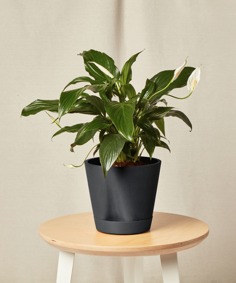 Image of Peace Lily