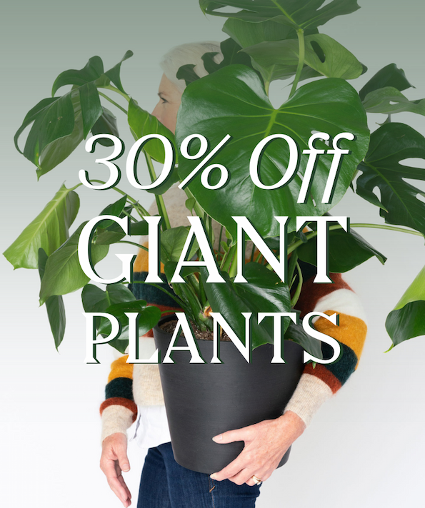 30% off giant plants