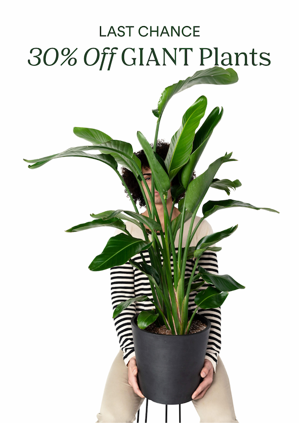 giant plant sale ends tonight