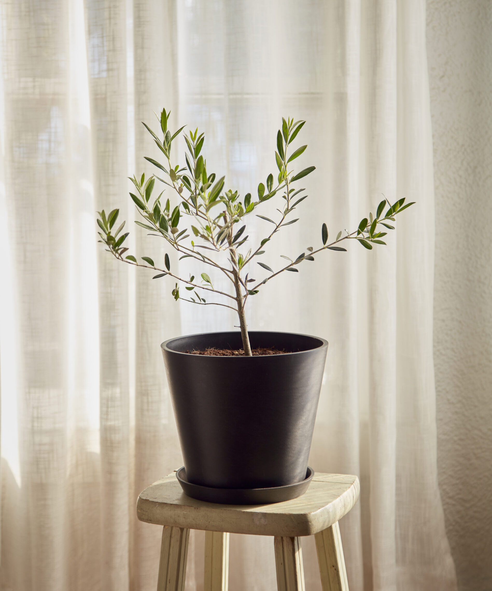 Image of Olive Tree