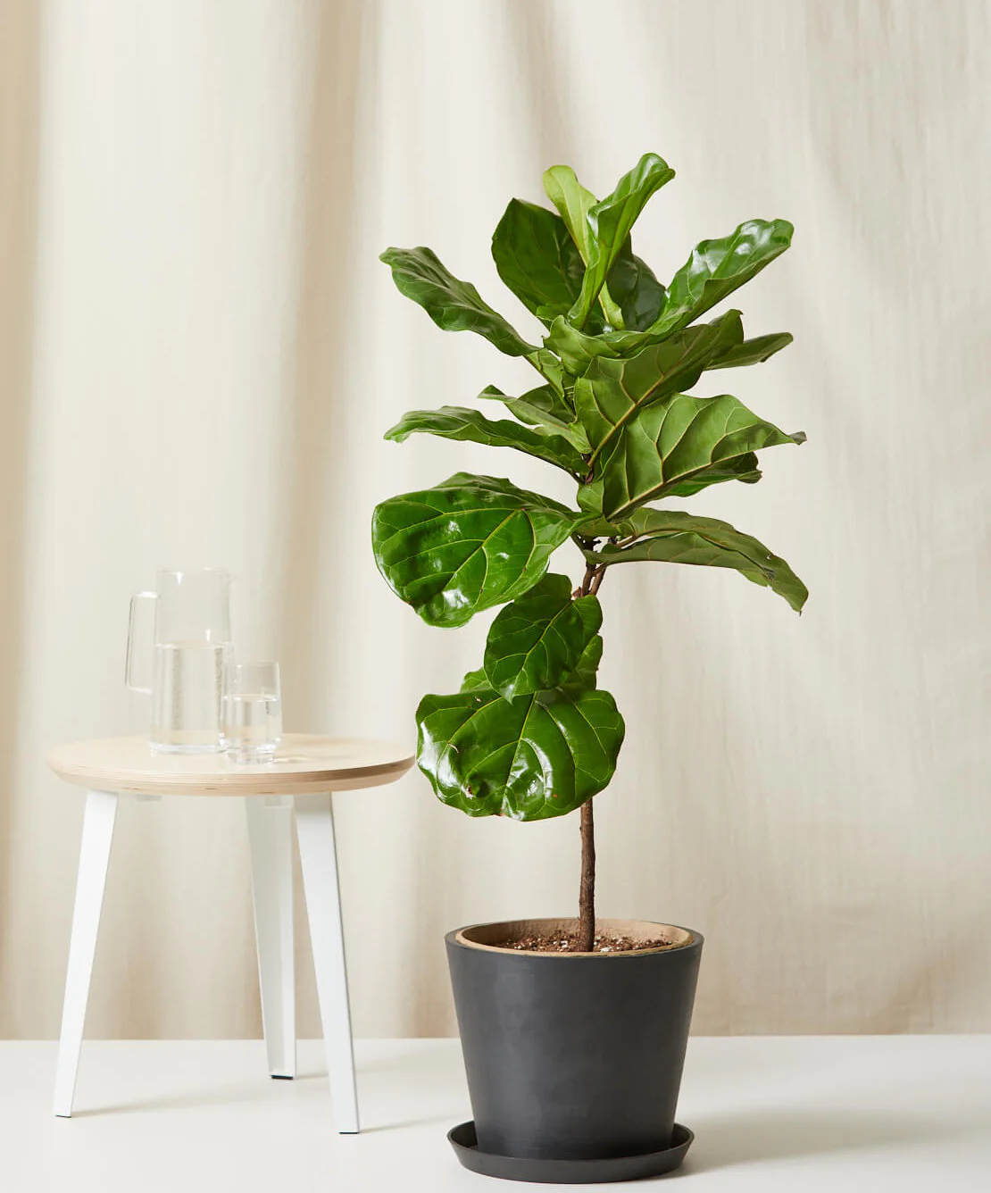 Image of Fiddle Leaf Fig