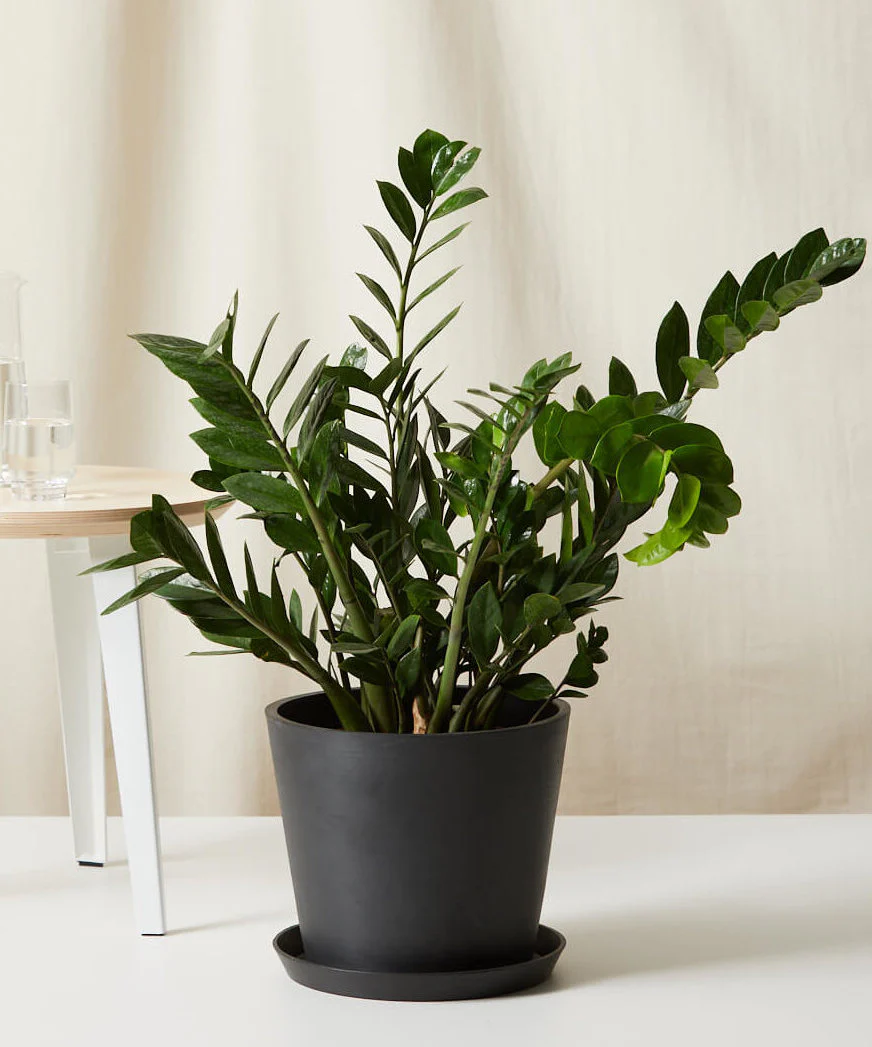 Image of ZZ Plant