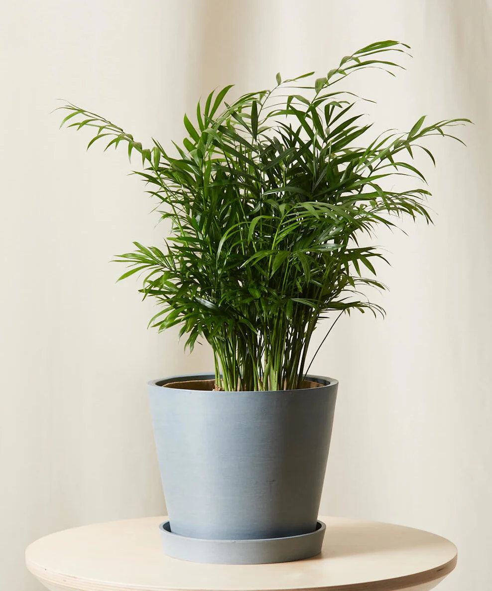 Image of Parlor Palm