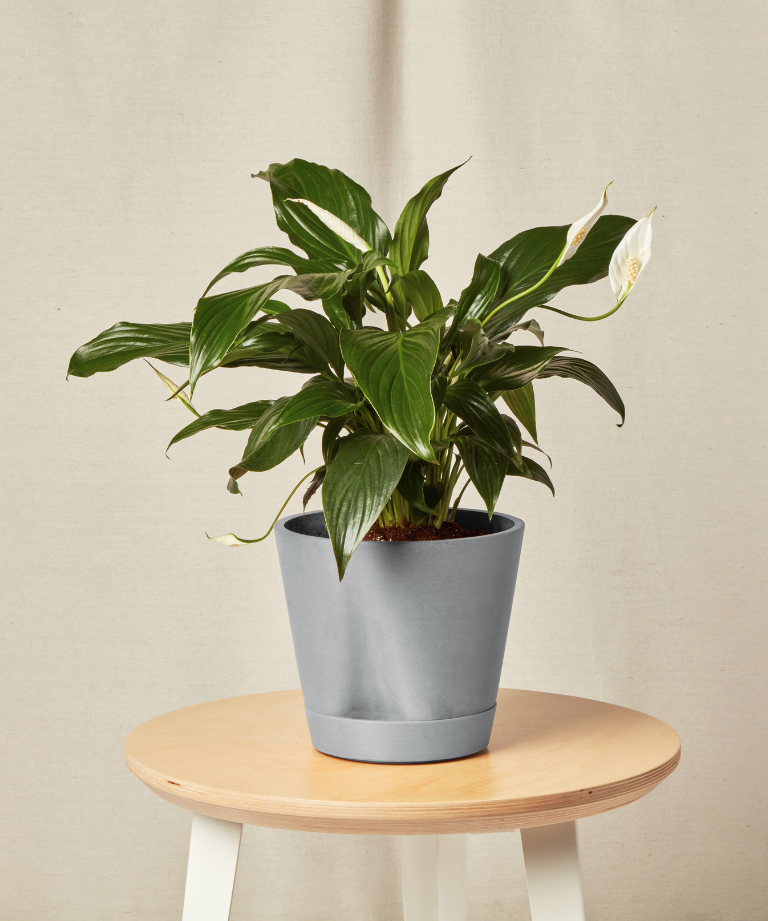 Image of Peace Lily