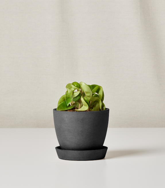 hoya compacta in charcoal