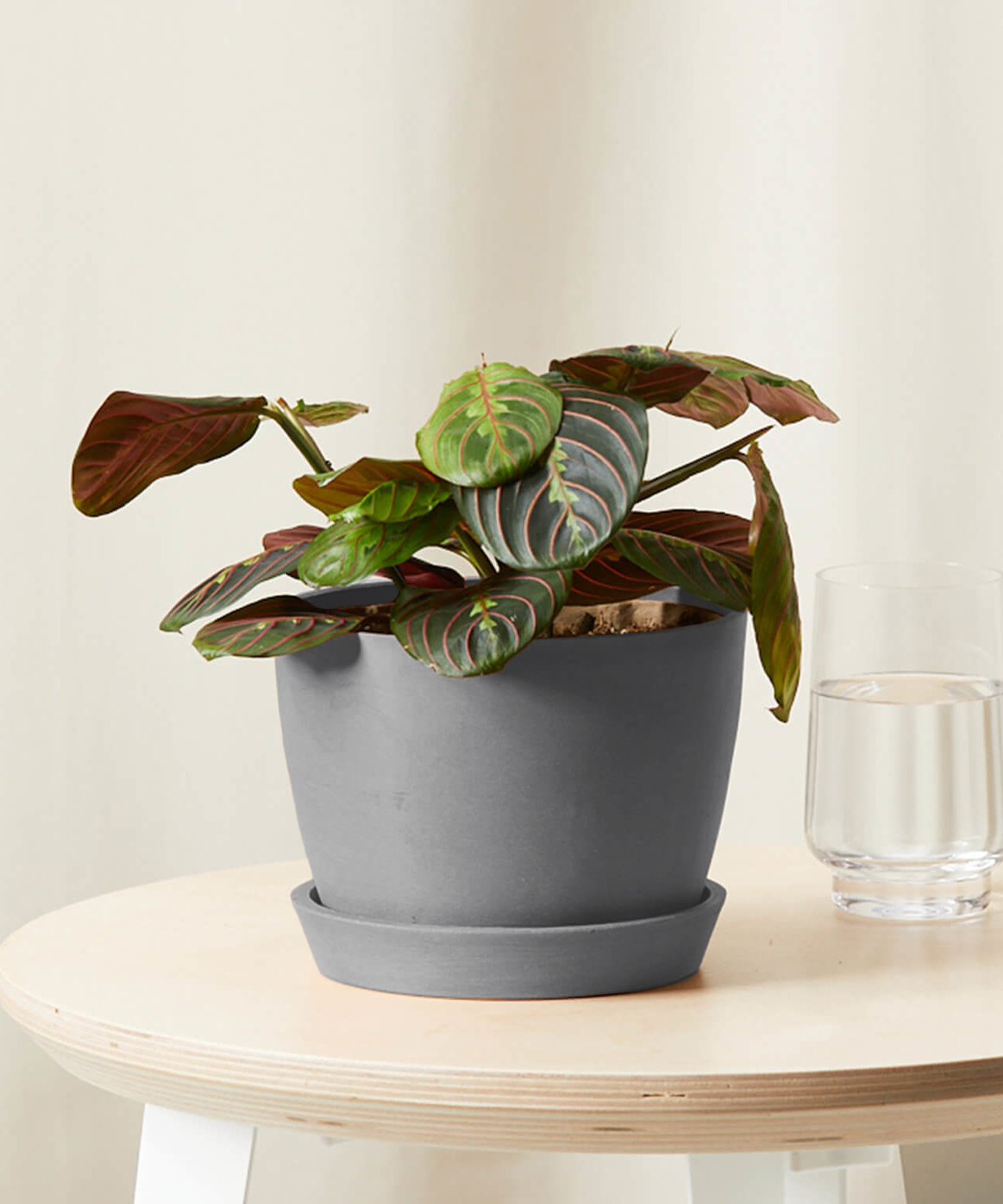 Image of Red Prayer Plant