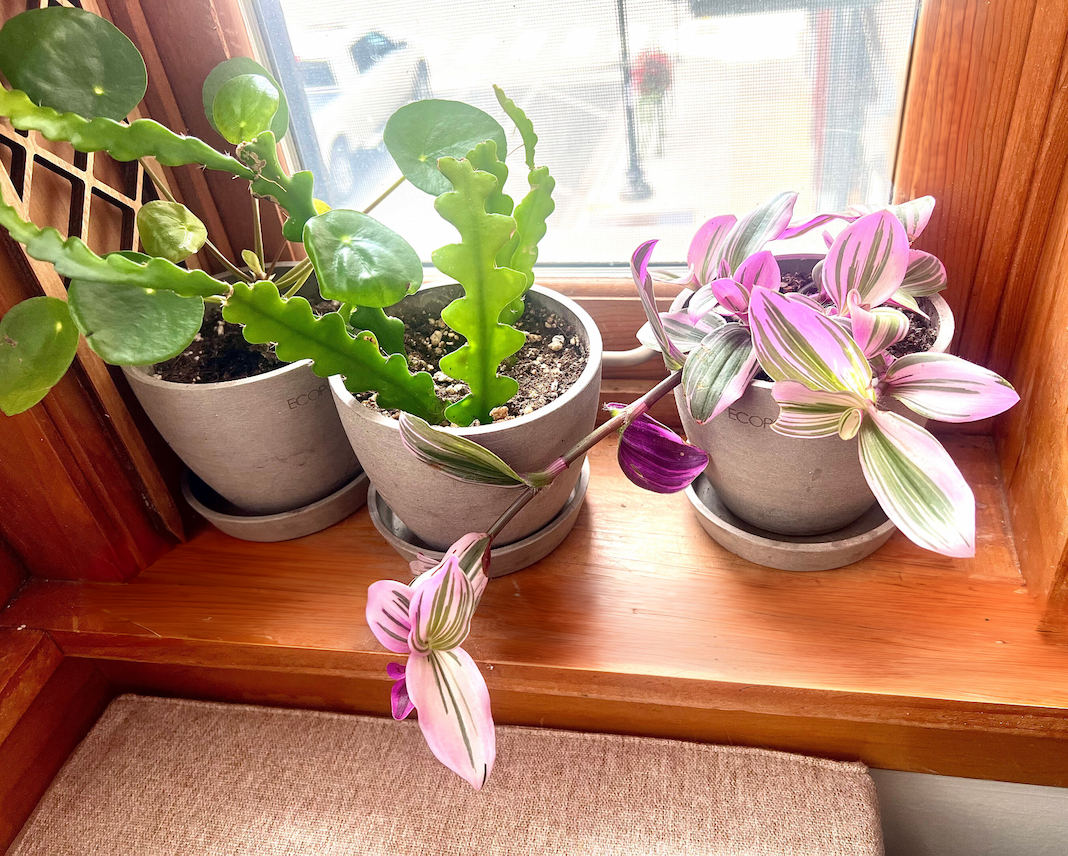 trailing tradescantia nanouk