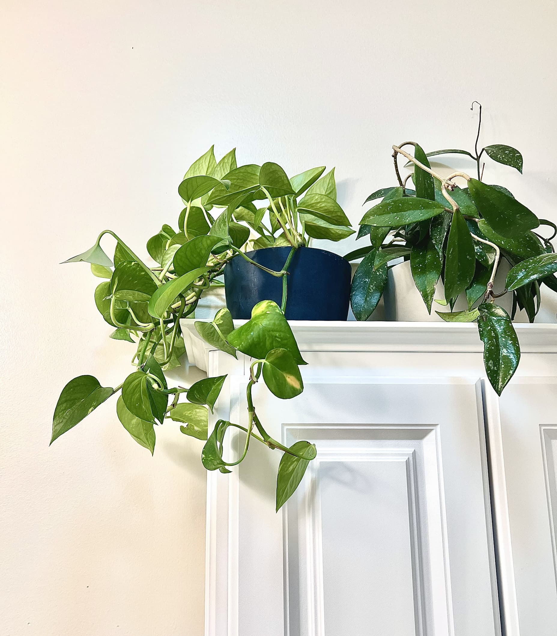 trailing golden pothos