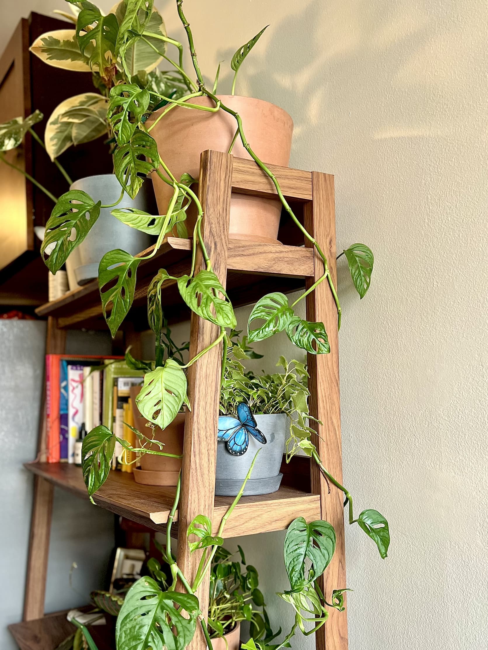 trailing monstera adansonii