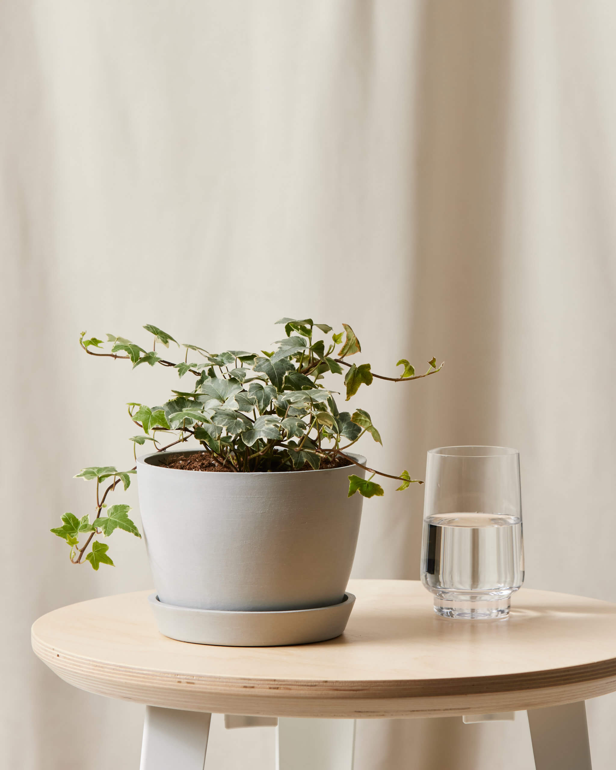 Image of English Ivy