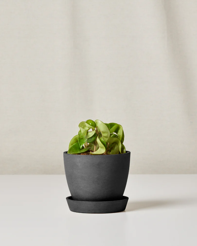 Image of Hoya Compacta
