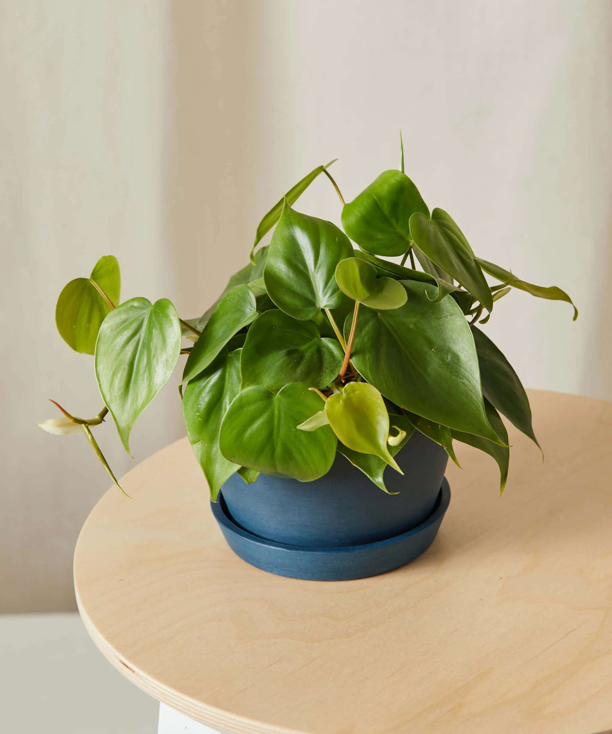 Image of Philodendron Heartleaf
