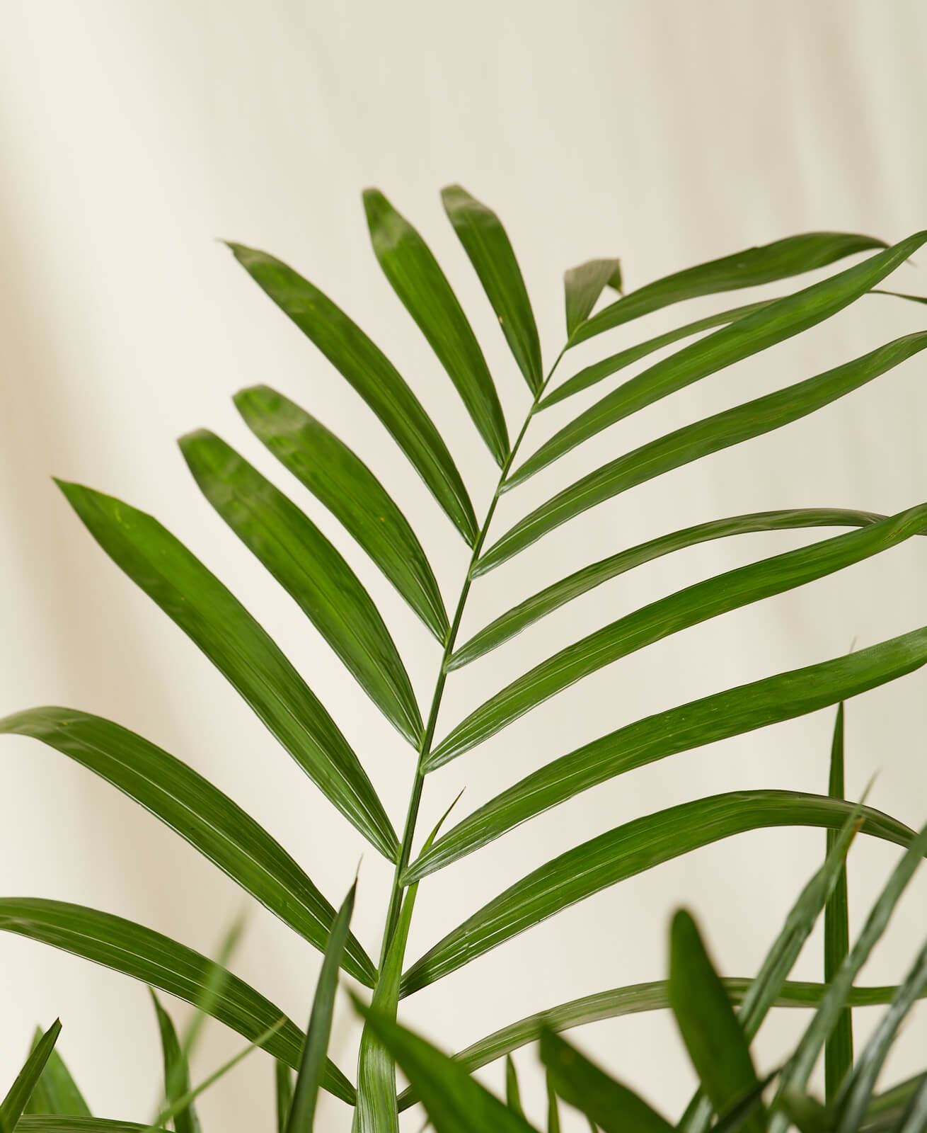 bamboo palm detail