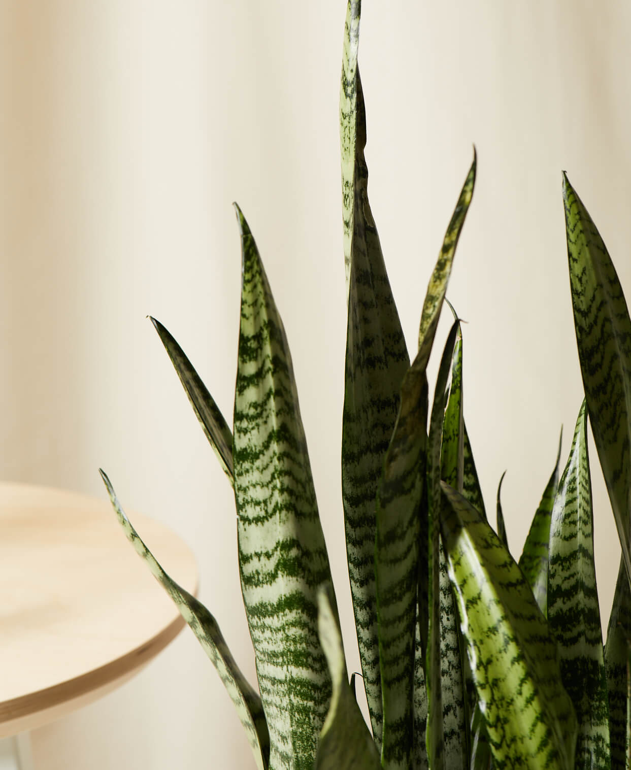 sansevieria detail