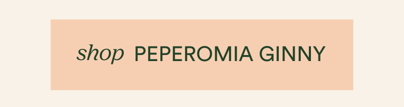 shop peperomia ginny