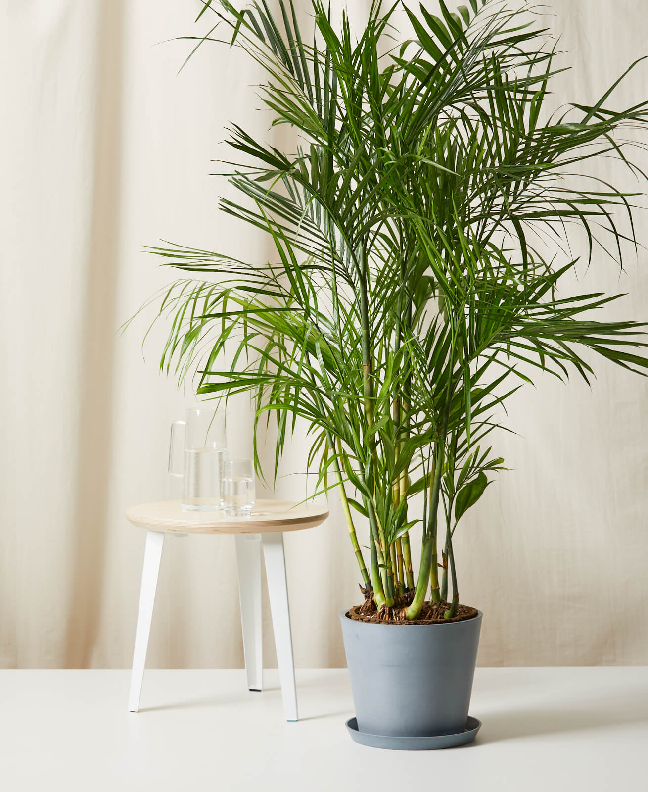 Image of Bamboo Palm