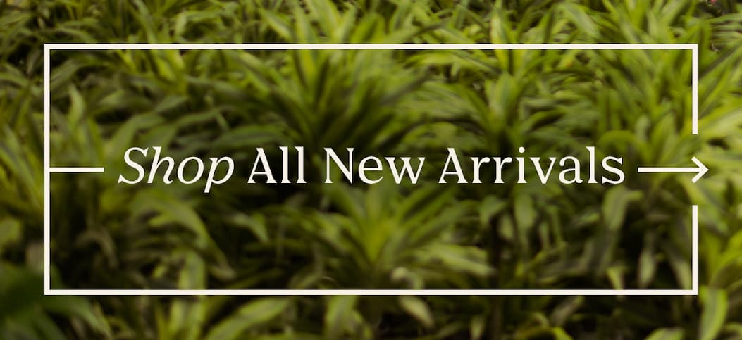 shop new arrivals