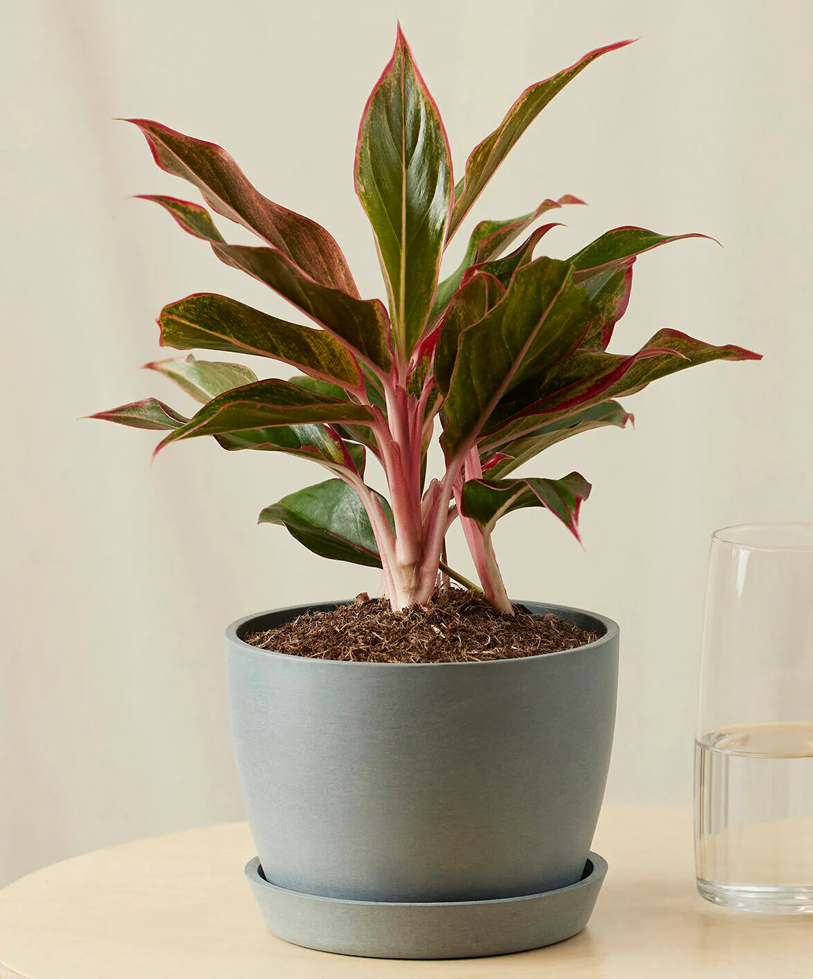 Image of Aglaonema Siam