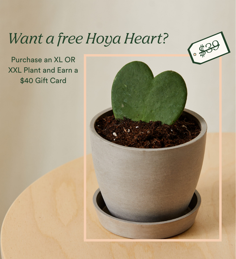 earn a $40 gift card when you buy an xl or xxl plant